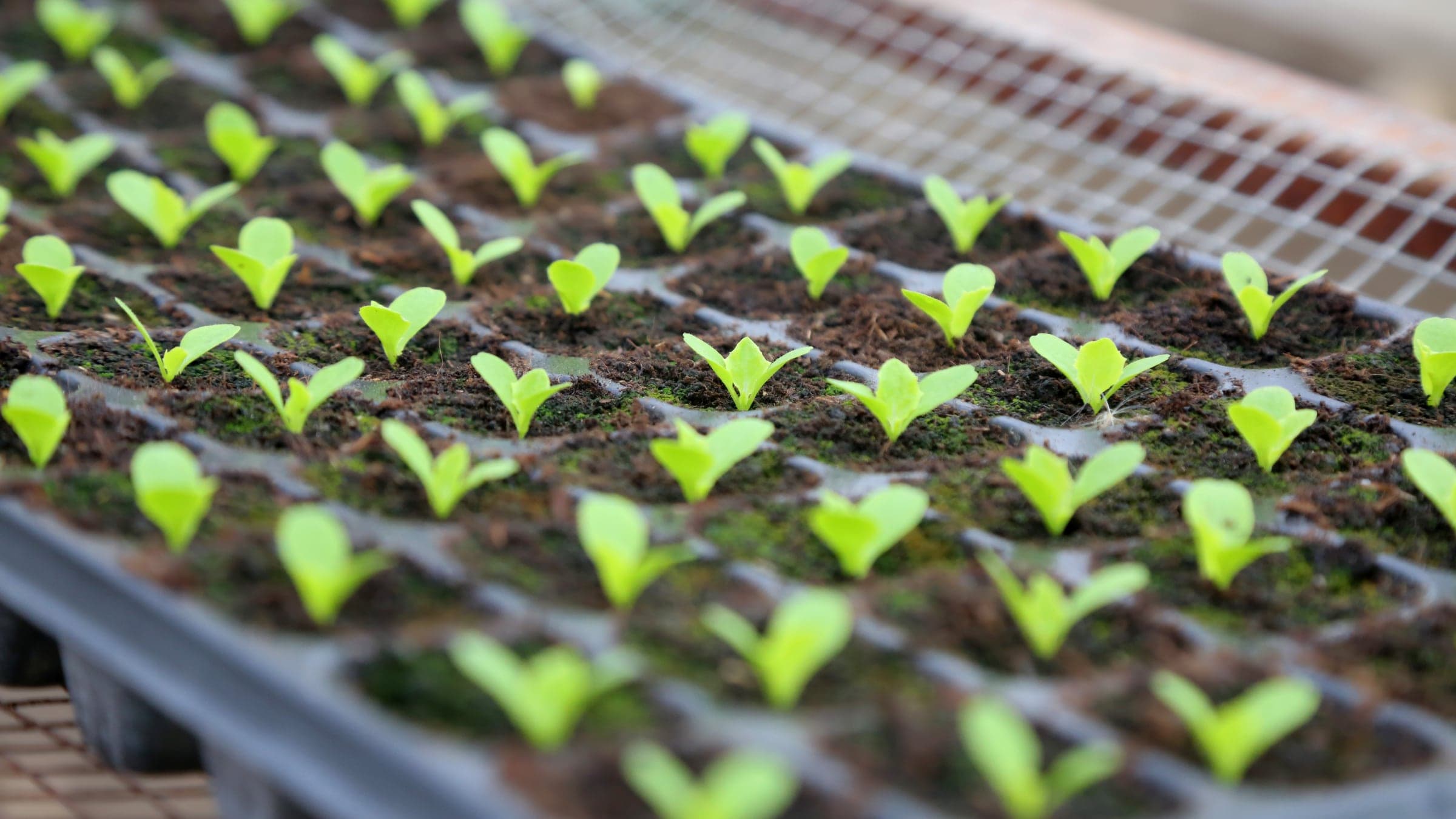 lettuce seedlings in the Glee Root nursery