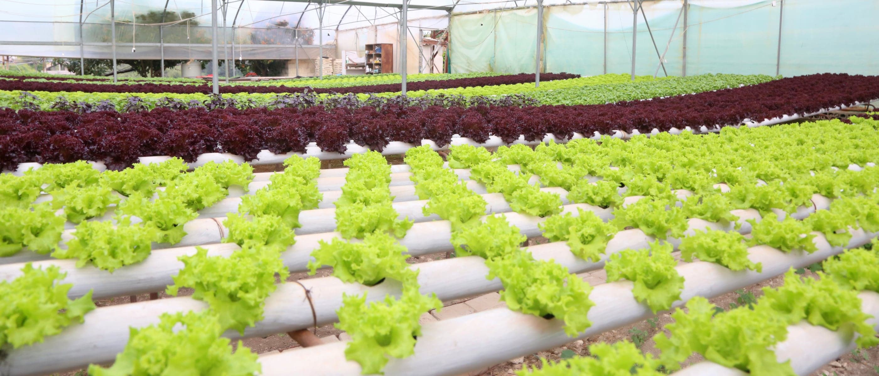 the greenhouse interior